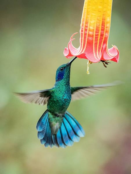 Kolibri trinkt an Blüte