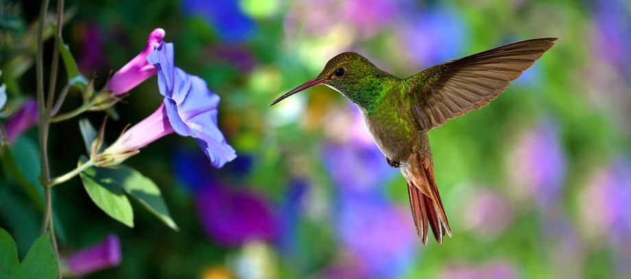Kolibri nährt sich nur von Nektar, wichtig auch für die neurographische Heldenreise